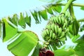 Tropical tree with green leaves and ripening bananas outdoors Royalty Free Stock Photo