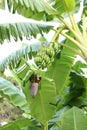 Tropical tree with green leaves and ripening bananas outdoors Royalty Free Stock Photo