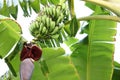 Tropical tree with green leaves and ripening bananas outdoors Royalty Free Stock Photo