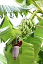 Tropical tree with green leaves and ripening bananas outdoors Royalty Free Stock Photo