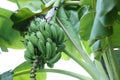 Tropical tree with green leaves and ripening bananas outdoors, low angle view Royalty Free Stock Photo