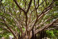 Tropical Tree green limp branch leaf forest canopy