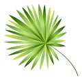 Tropical tree leaf. Exotic rainforest plant foliage