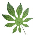 Tropical tree leaf. Green papaya plant foliage