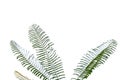 Tropical plant leaves with branches on white isolated background for green foliage backdrop Royalty Free Stock Photo