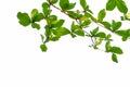 Indian almond tree leaves with branches on white isolated background for green foliage backdrop