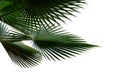 Tropical palm leaves with branches on white isolated background for green foliage backdrop Royalty Free Stock Photo