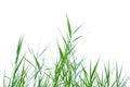 Wild grass leaves on white isolated background for green foliage backdrop