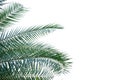 Palm leaves on white isolated background for green foliage backdrop Royalty Free Stock Photo