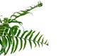 Fern leaves on white isolated background for green foliage backdrop Royalty Free Stock Photo