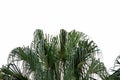 Tropical tree leaves with branches on Palm leaves on white isolated background for green foliage backdrop Royalty Free Stock Photo