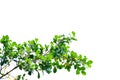 Tropical tree leaves with branches on white isolated background for green foliage backdrop