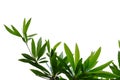 Tropical tree leaves with branches on white isolated background for green foliage backdrop Royalty Free Stock Photo