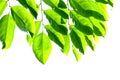 Tropical tree leaves with branches on white isolated background for green foliage backdrop