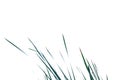 Wild grass leaves on white isolated background for green foliage backdrop Royalty Free Stock Photo