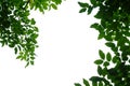 Tropical tree leaves on white isolated background for green foliage backdrop