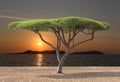 Tropical tree of mushroom shaped near the sea in sunset. Royalty Free Stock Photo