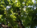 Tropical tree MÃÂ¡laga Royalty Free Stock Photo