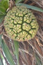 Tropical tree pandanus odoratissimus fruit found in Indonesia