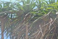 Tropical tree pandanus odoratissimus fruit found in Indonesia