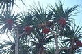 Tropical tree pandanus odoratissimus fruit found in Indonesia