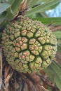 Tropical tree pandanus odoratissimus fruit found in Indonesia