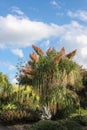 Tropical tree with pink flowering spikes in rainforest under blue sky stylized