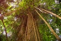 Tropical tree with rain aerial roots in jungle