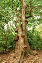 tropical tree in rainforest vegetation nature. green forest of tropical rainforest vegetation.
