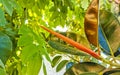 Tropical tree red leathery leaves in Puerto Escondido Mexico