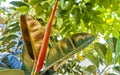 Tropical tree red leathery leaves in Puerto Escondido Mexico