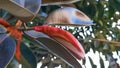 Tropical tree red leathery leaves in Puerto Escondido Mexico