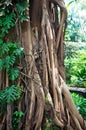 Tropical tree with roots Royalty Free Stock Photo