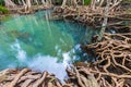 Tropical tree roots or Tha pom mangrove in swamp forest and flow water Royalty Free Stock Photo