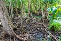 Tropical tree roots or Tha pom mangrove in swamp forest and flow water Royalty Free Stock Photo