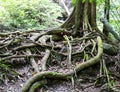 Tropical tree roots Royalty Free Stock Photo