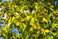 Tropical tree Terminalia catappa sea almond with Nuts seeds Mexico