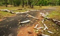 Tropical tree trunk fallen down after heavy storm Royalty Free Stock Photo