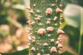 Tropical tree trunk with thorns, exotic Royalty Free Stock Photo