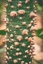 Tropical tree trunk with thorns, exotic Royalty Free Stock Photo