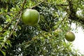 Tropical tree with uneatable fruits
