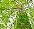 tropical tree with vines growing up trunk from low angle Royalty Free Stock Photo