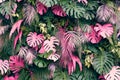 Tropical trees arranged in full background Or full wall There are leaves in different sizes, different colors, various sizes, many