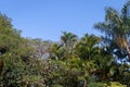 Tropical trees background with clear blue sky and palm trees leaves Royalty Free Stock Photo