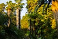 Tropical trees background, different palms, beautiful palms Royalty Free Stock Photo