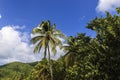 Tropical palm tree backed by azure sky and fluffy cloud in the Caribbean