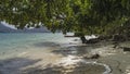 Tropical trees bent over the turquoise ocean. Royalty Free Stock Photo