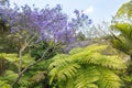 Tropical Trees and blooming Jacaranda Tree Royalty Free Stock Photo