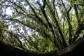 Tropical Trees and Epiphytes in Solomon Islands