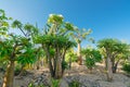 Tropical trees in the garden. Madagascar palm